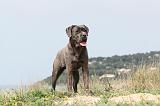 CANE CORSO 189